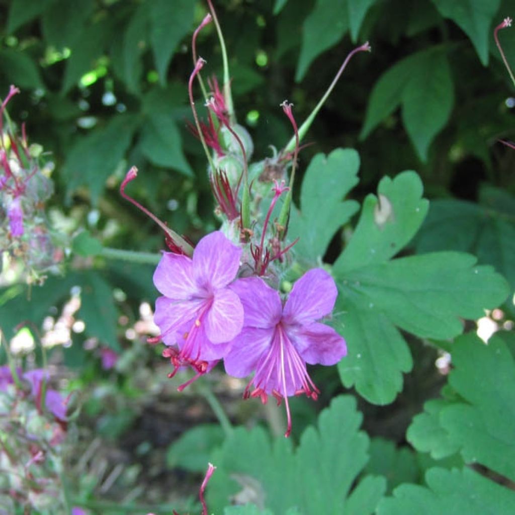 Geranium macrorrhizum Czakor
