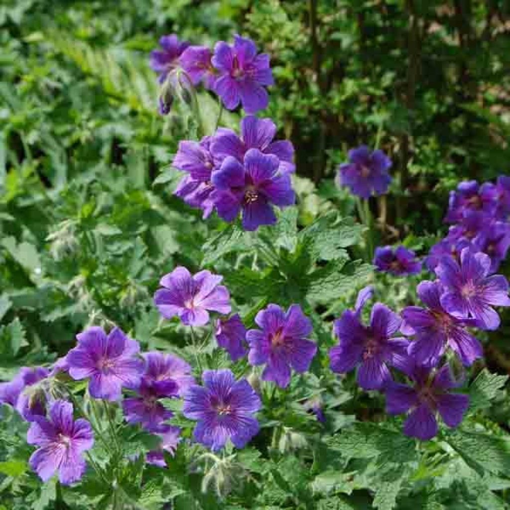 Geranium magnificum