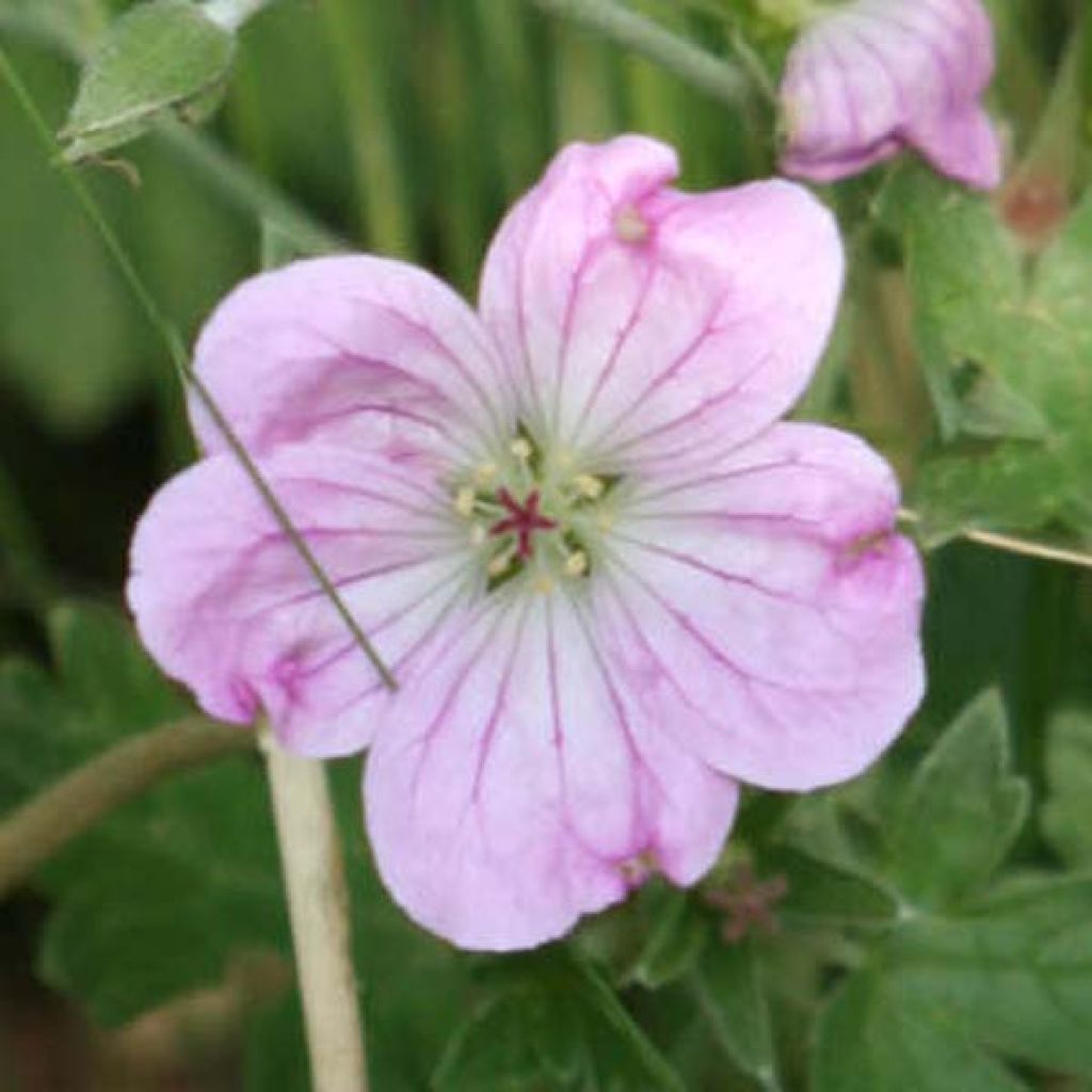 Geranium riversleaianum Mavis Simpson