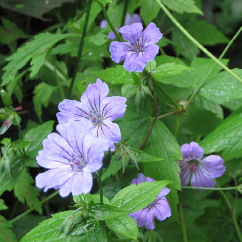 Geranium nodosum - Knotted cranesbill