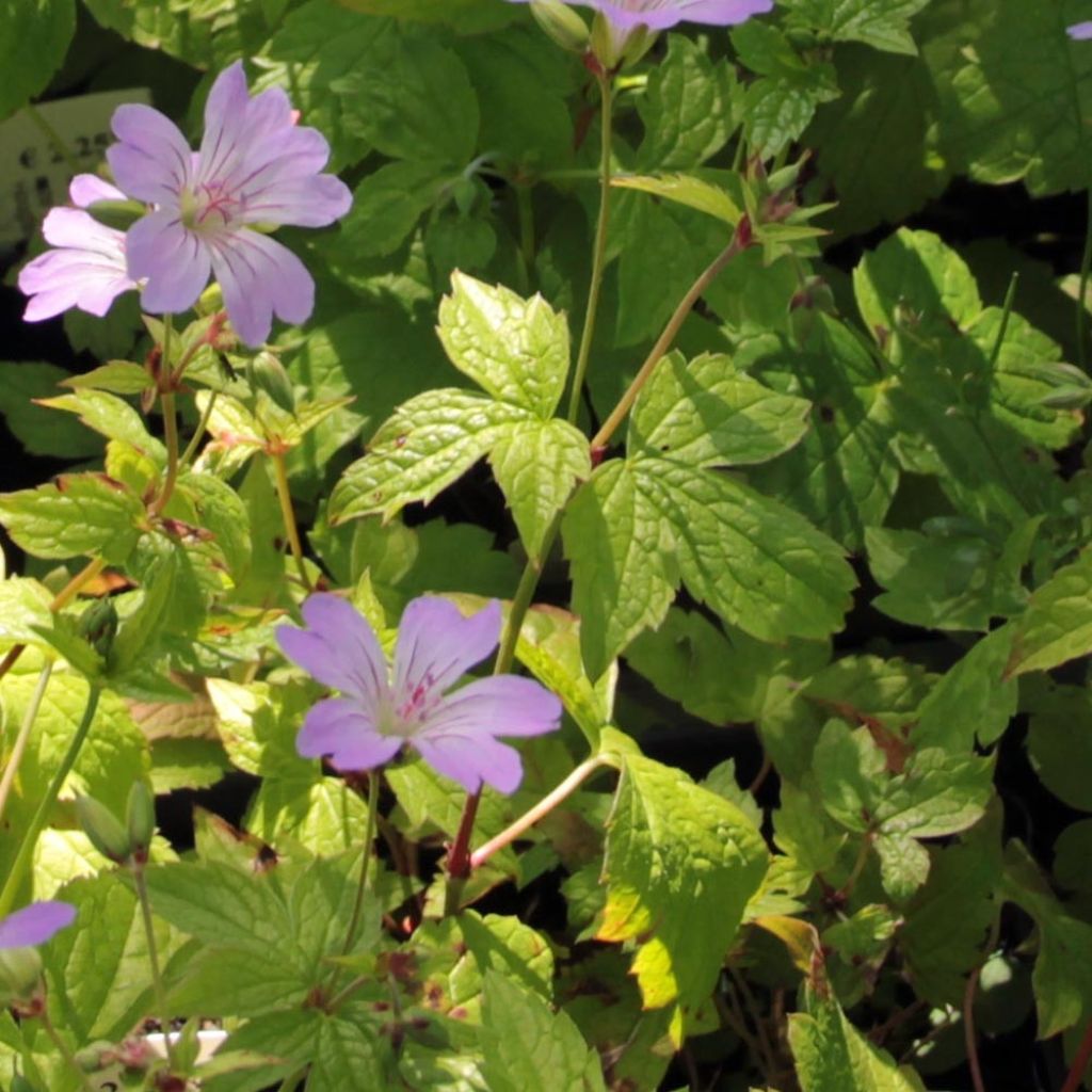 Geranium nodosum Simon