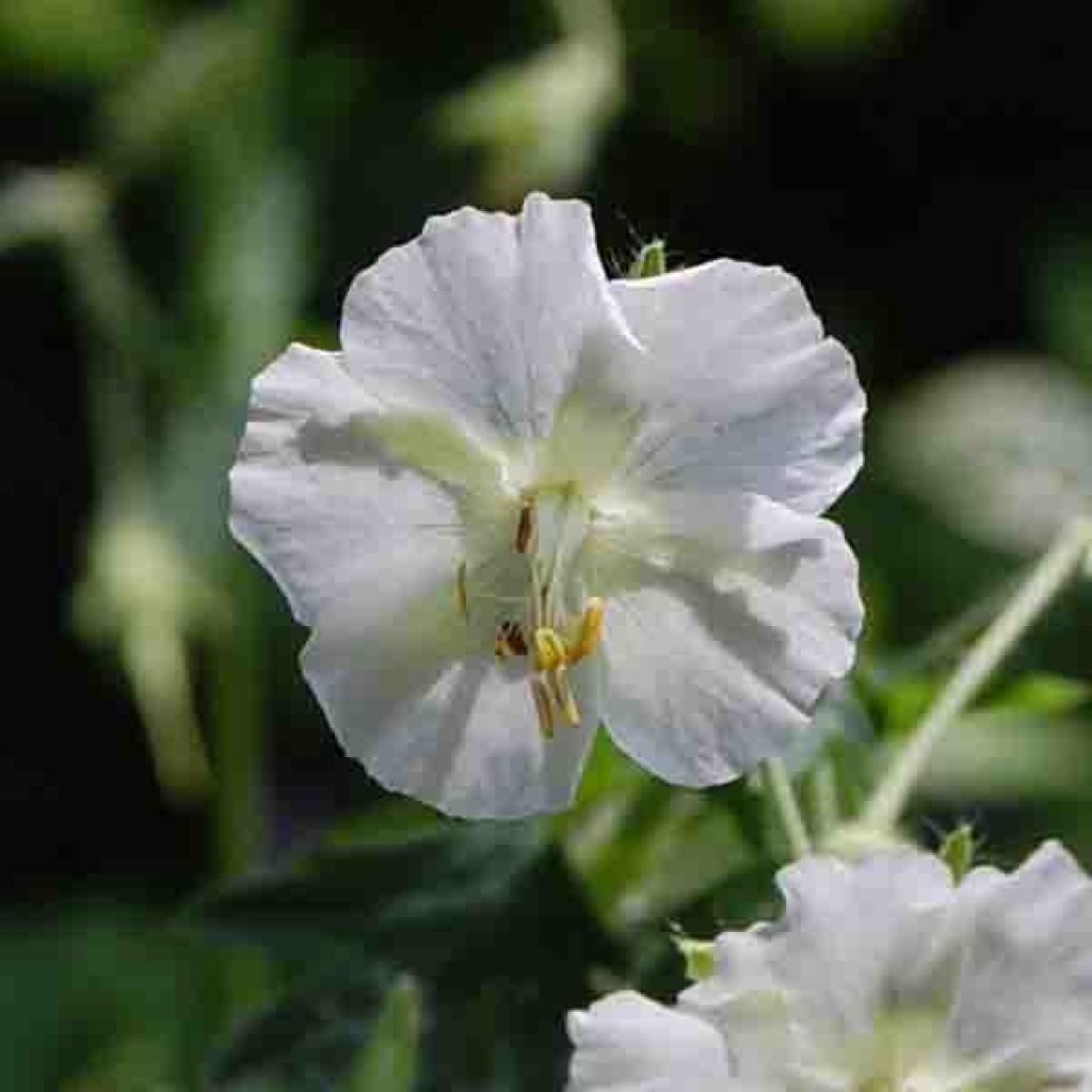 Geranium phaeum Album