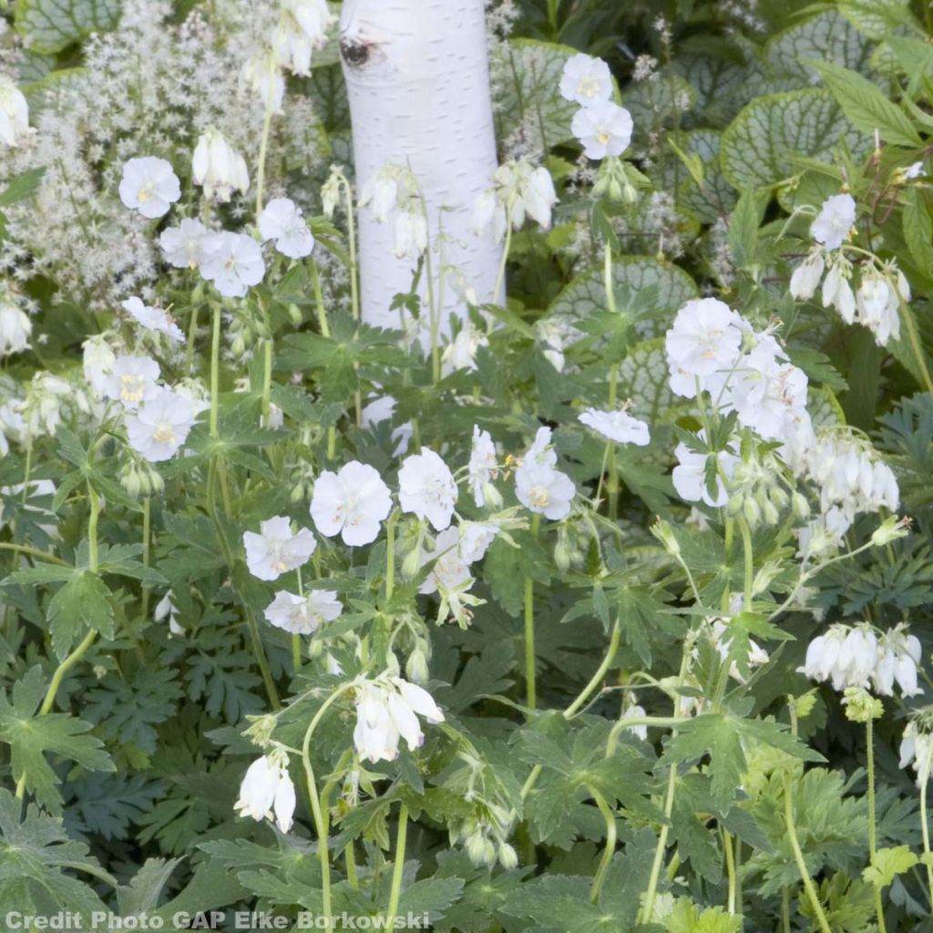 Geranium phaeum Album