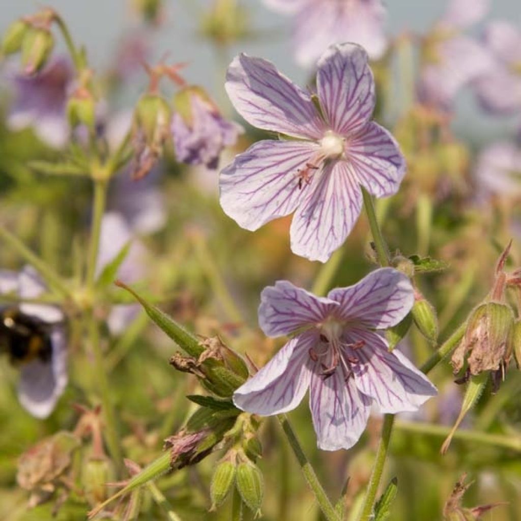 Geranium pratense Ilja