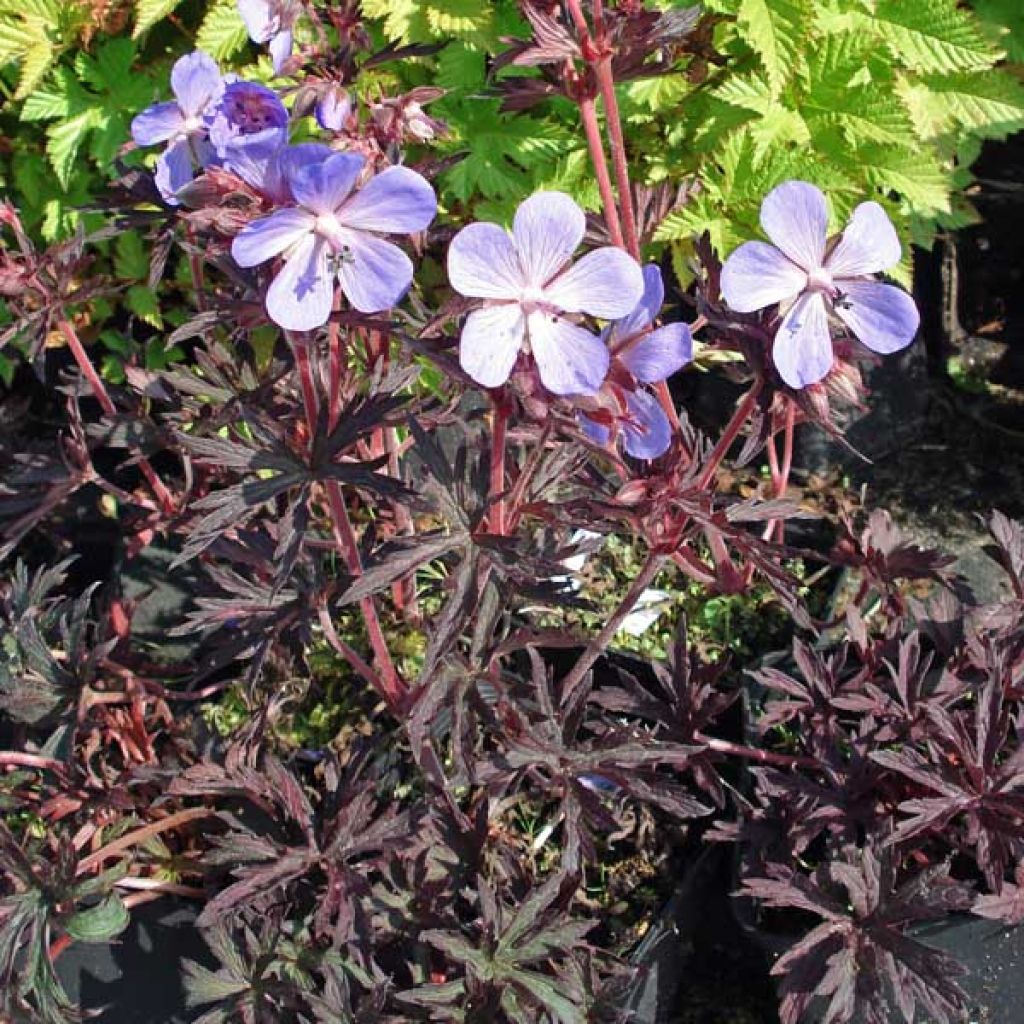 Geranium pratense Midnight Reiter