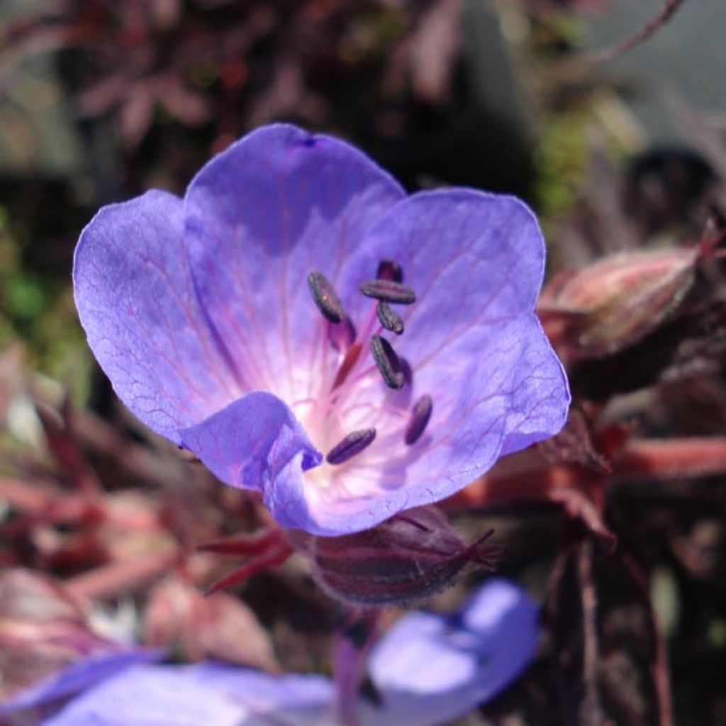 Geranium pratense Midnight Reiter