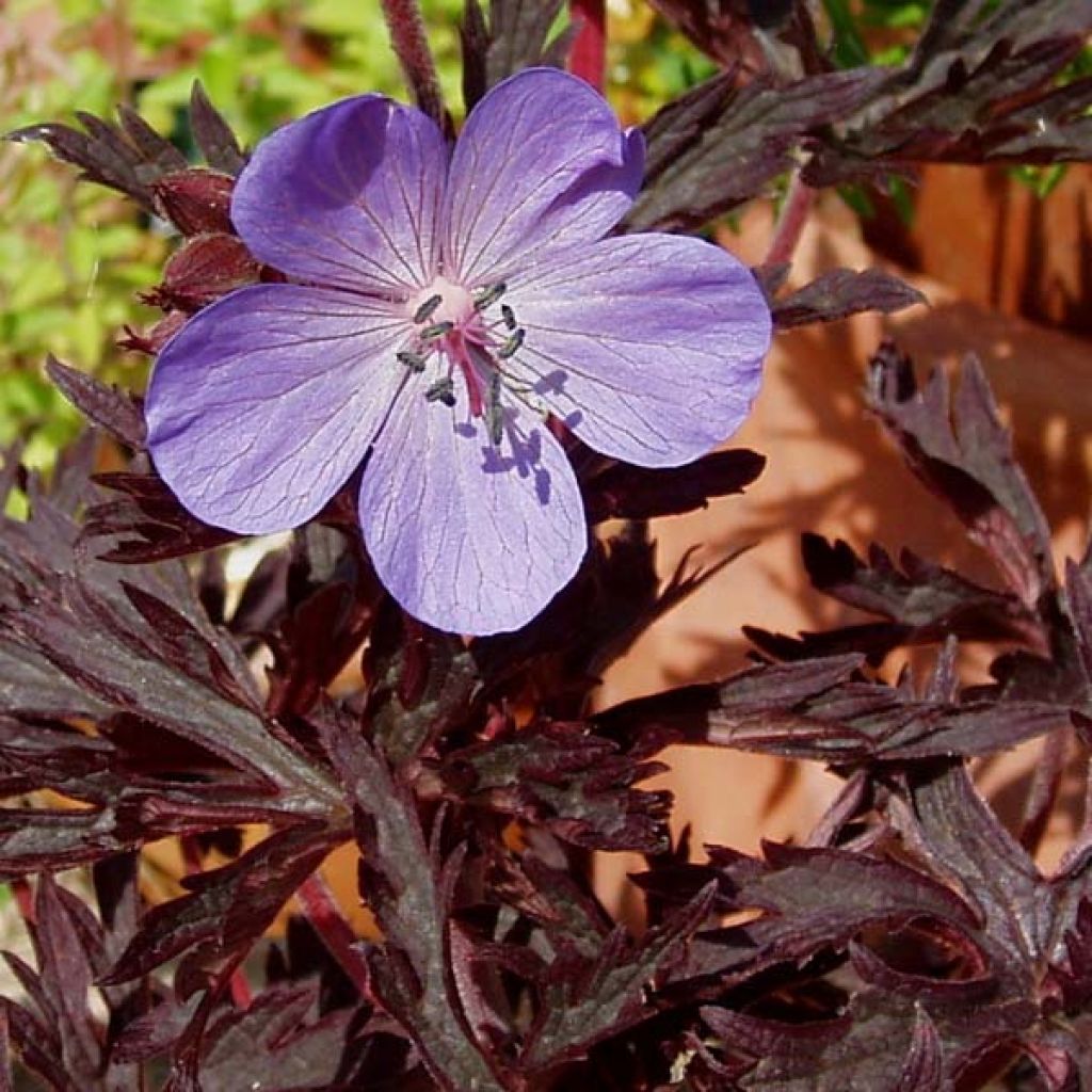 Geranium pratense Midnight Reiter