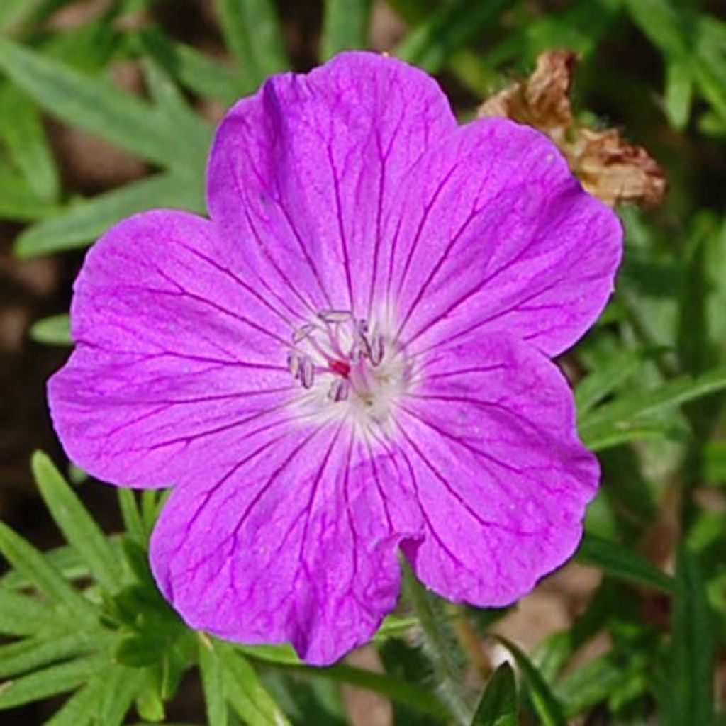 Geranium sanguineum - Bloody Crane's-bill