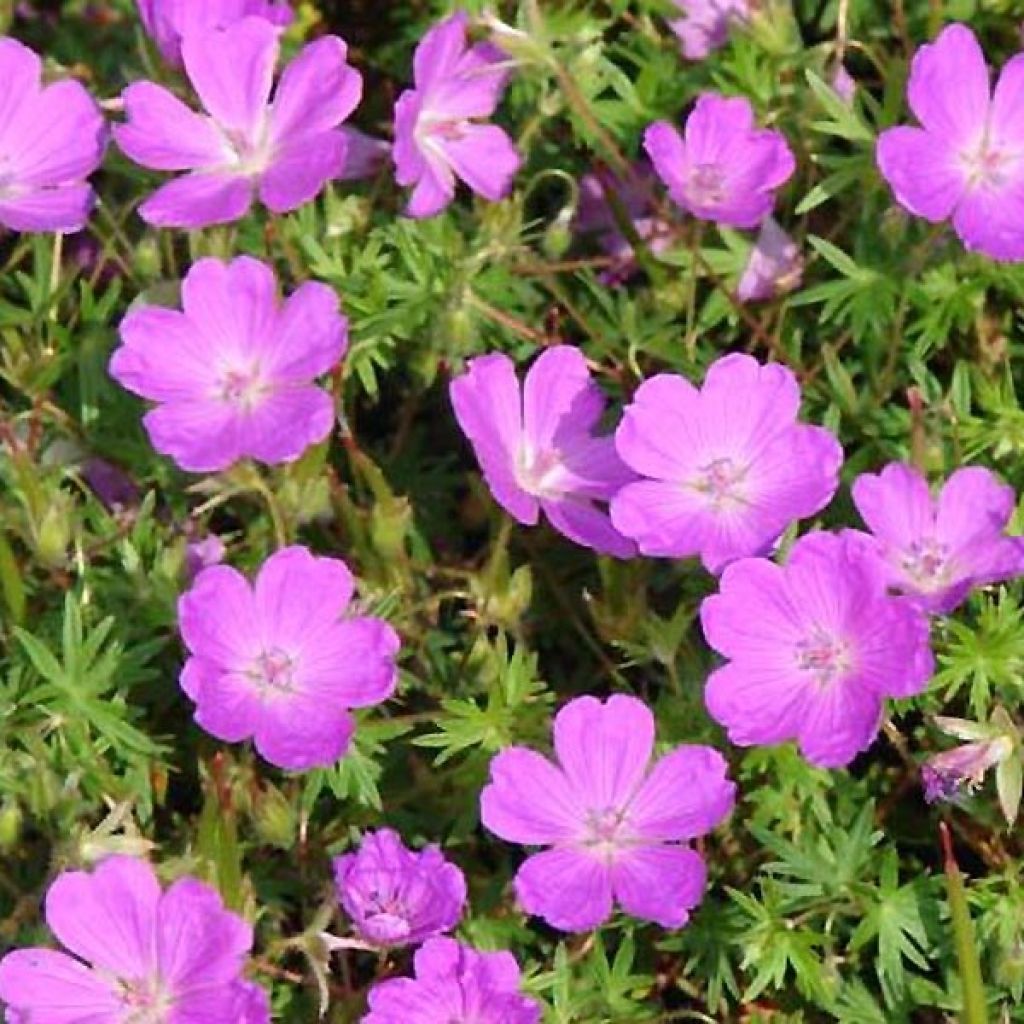 Geranium sanguineum Aviemore