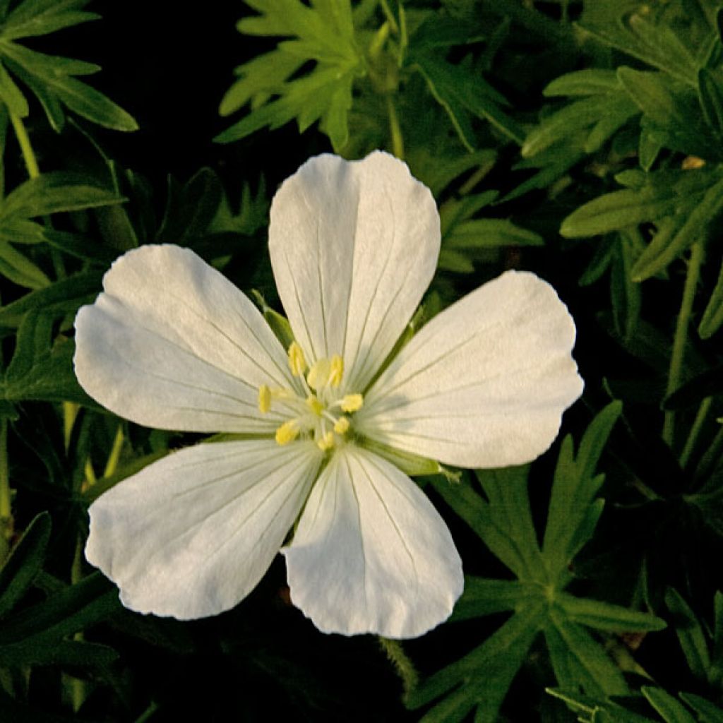 Geranium sanguineum Album