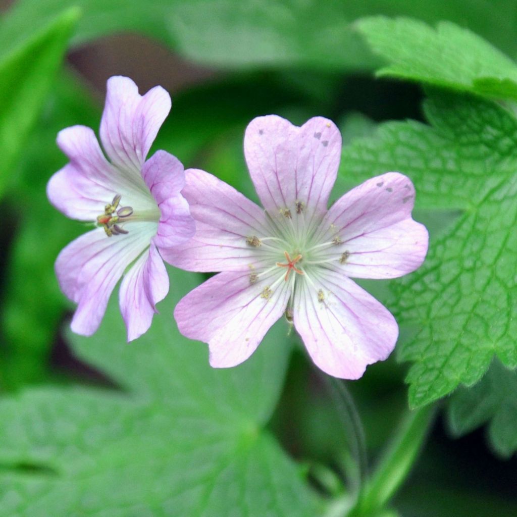 Geranium Chantilly