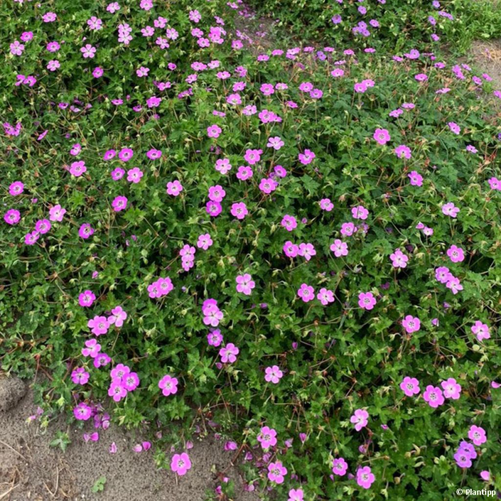 Geranium wallichianum Kelly-Anne