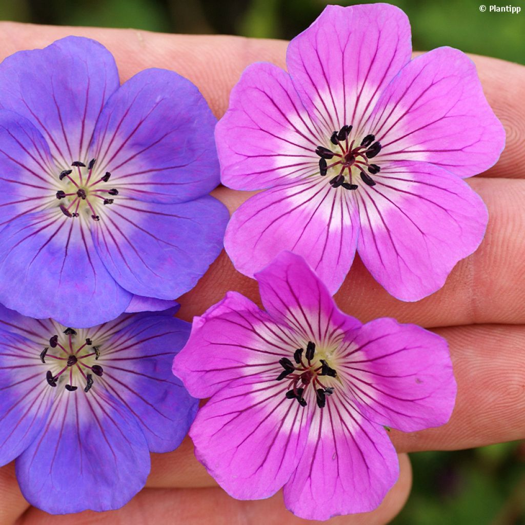 Geranium wallichianum Kelly-Anne