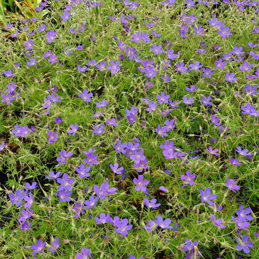 Geranium Nimbus