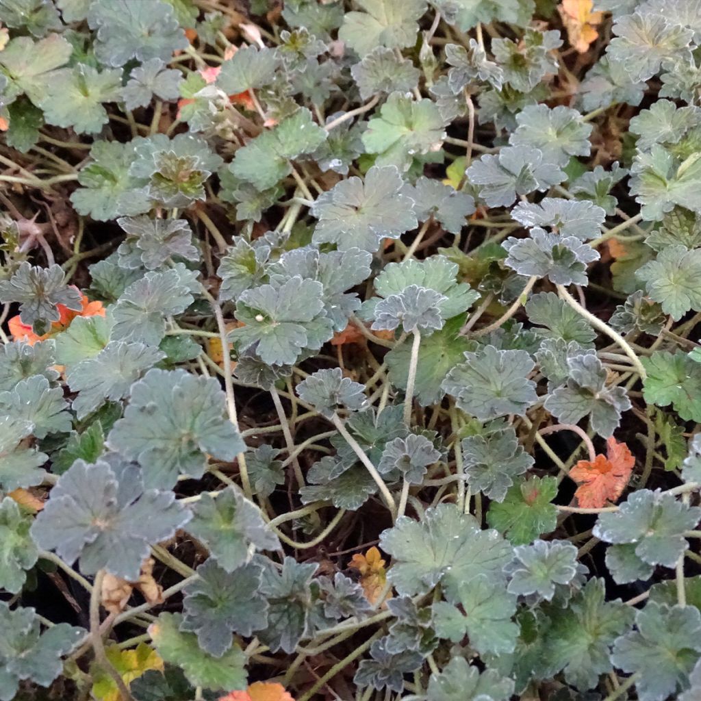 Geranium oxonianum Orkney Cherry