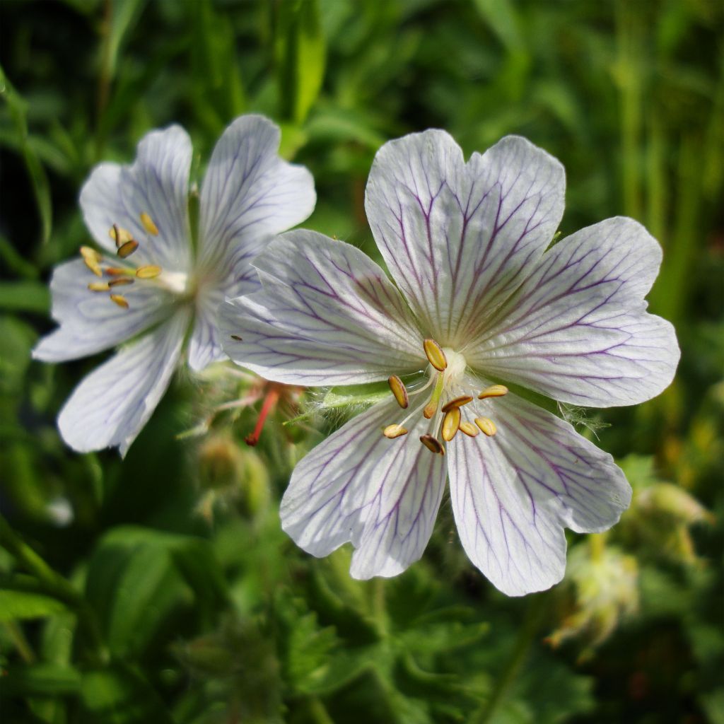 Geranium ibericum subsp. Jubatum White Zigana