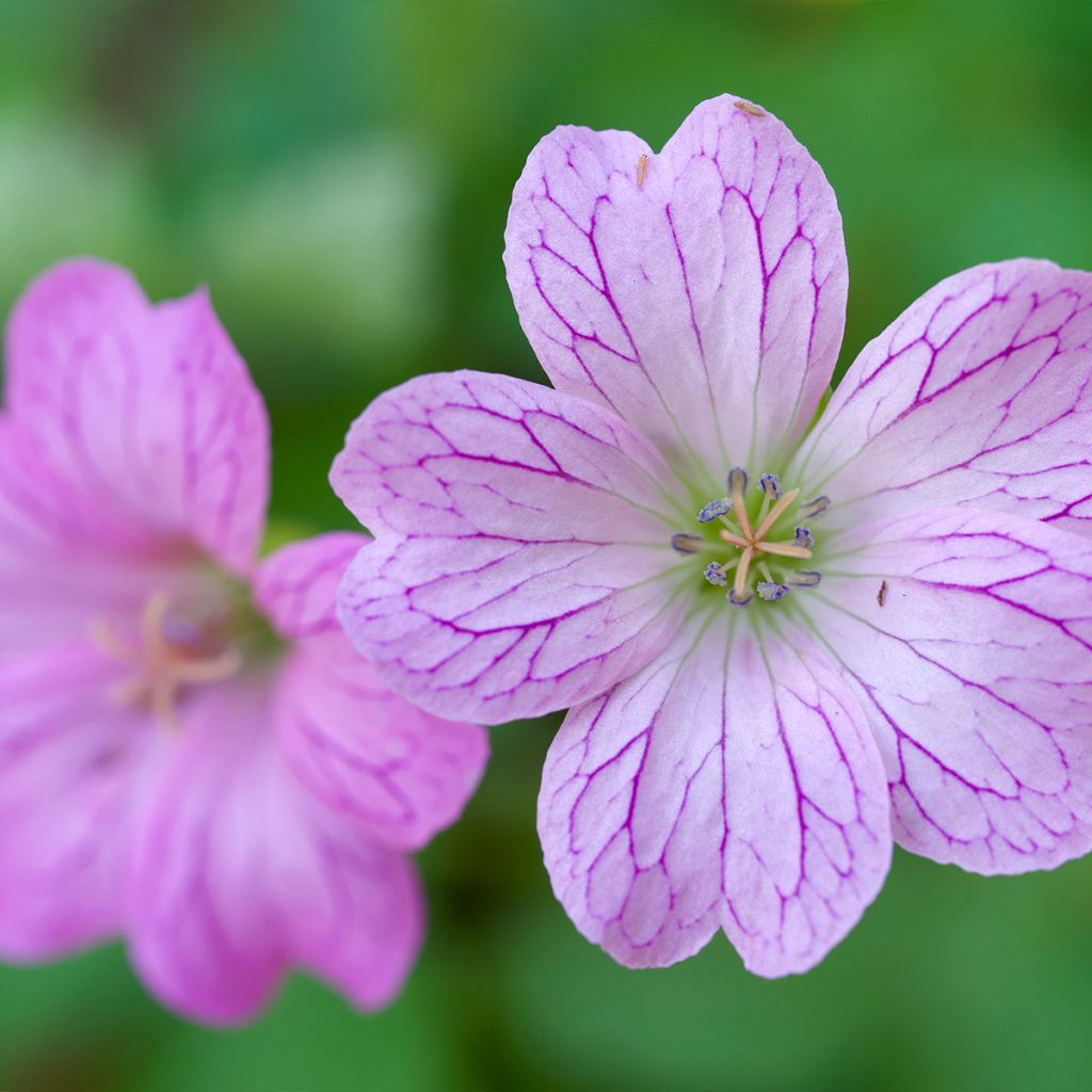 Geranium oxonianum Walters Gift