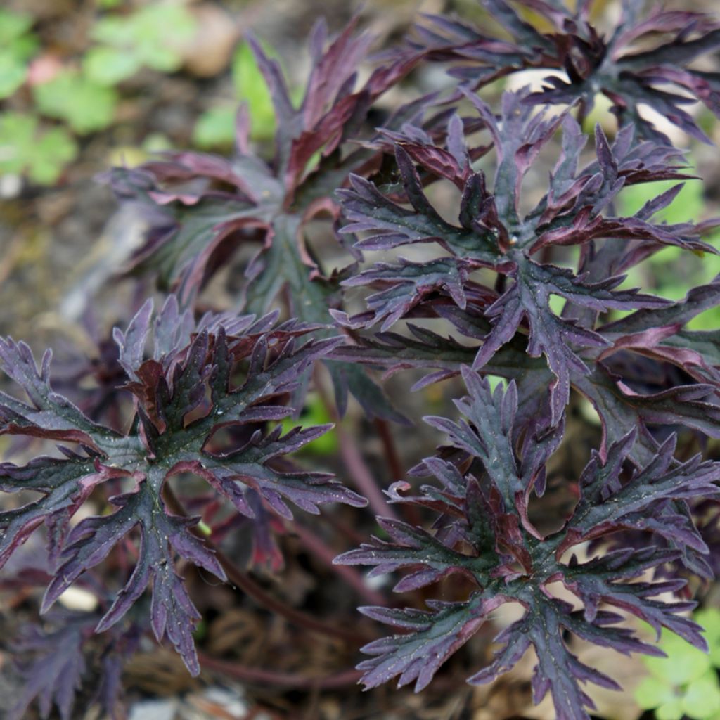 Geranium pratense Dark Reiter