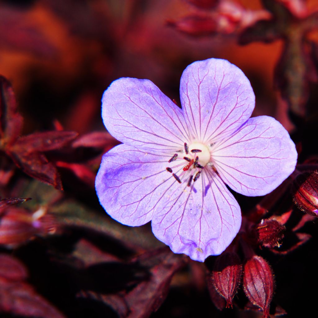Geranium pratense Dark Reiter