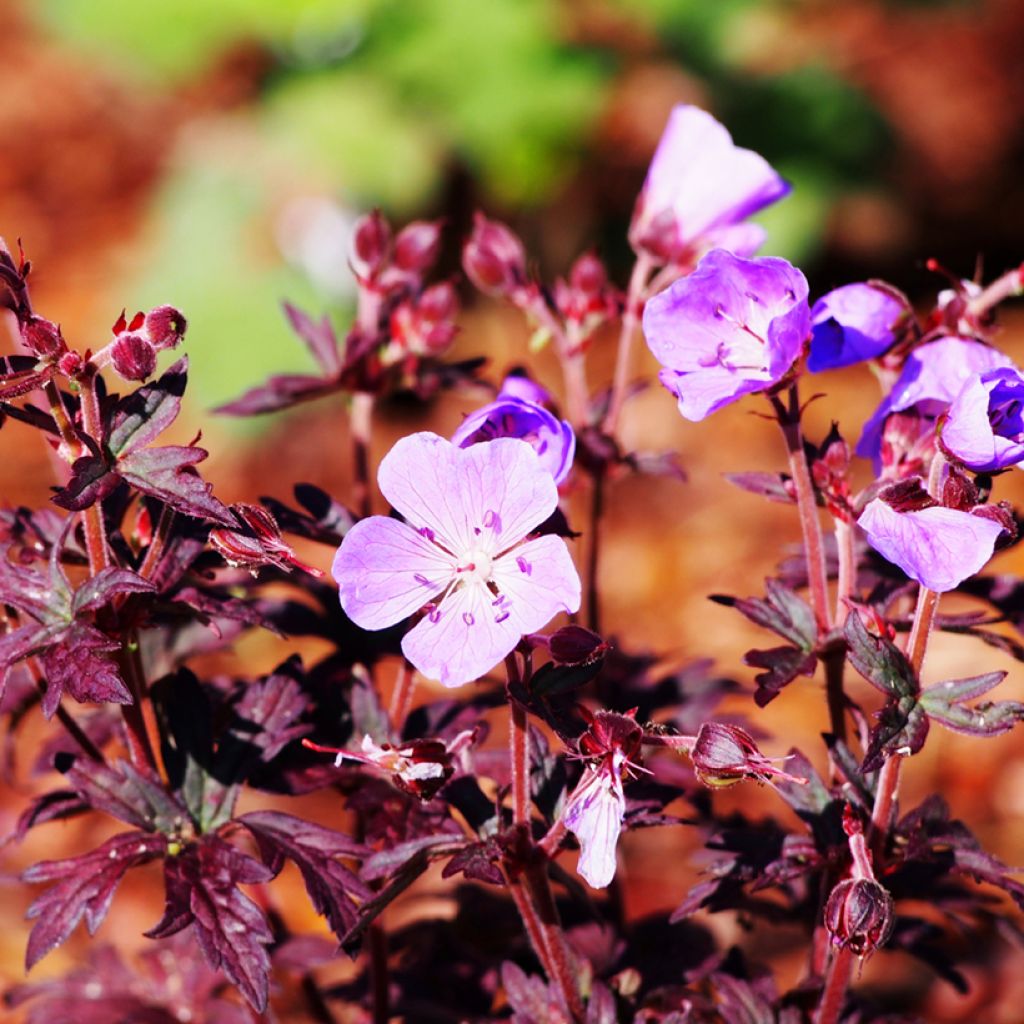 Geranium pratense Dark Reiter