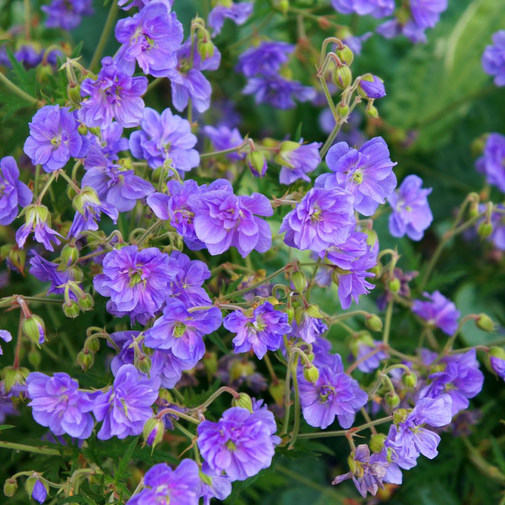 Geranium pratense Plenum Caeruleum