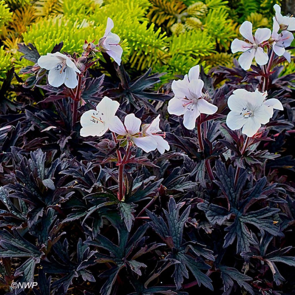 Geranium pratense Purple Ghost