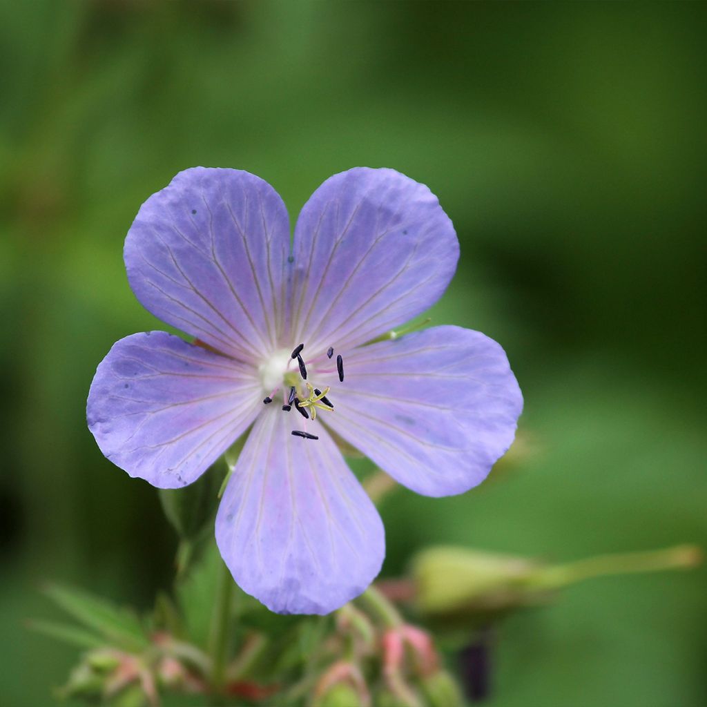 Geranium pratense Victor Reiter Junior