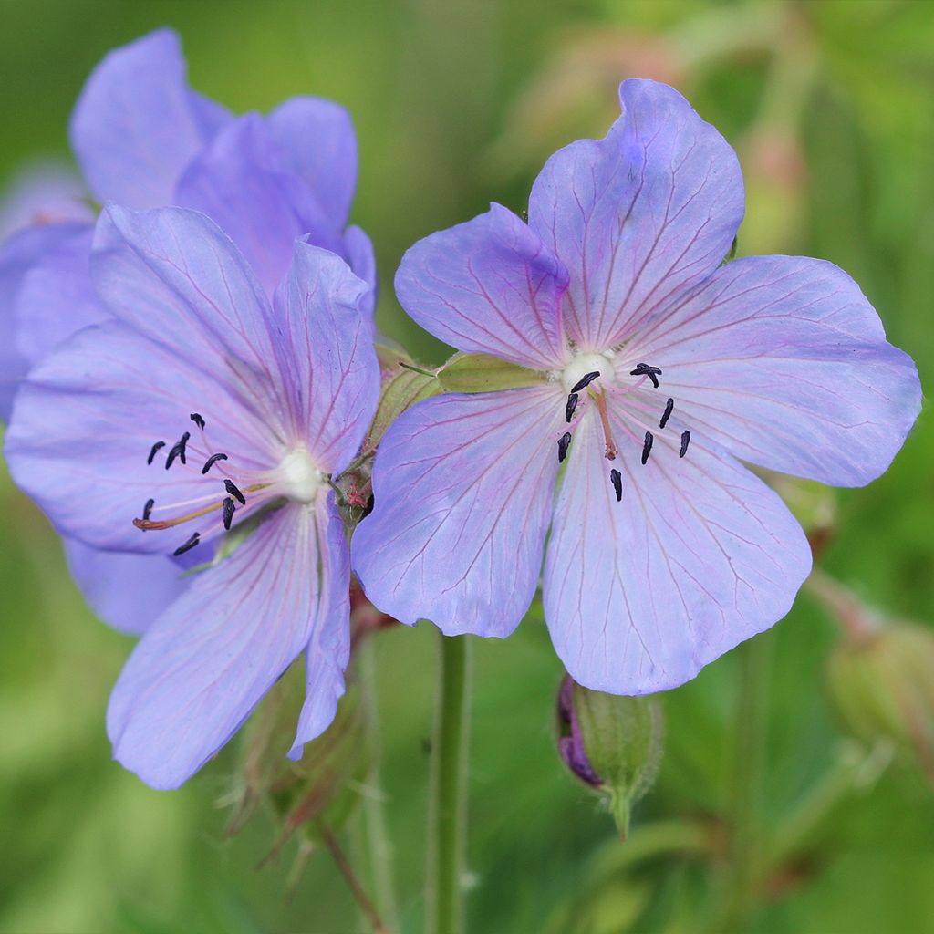 Geranium pratense Victor Reiter Junior