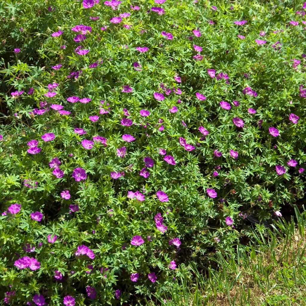 Geranium sanguineum Compactum