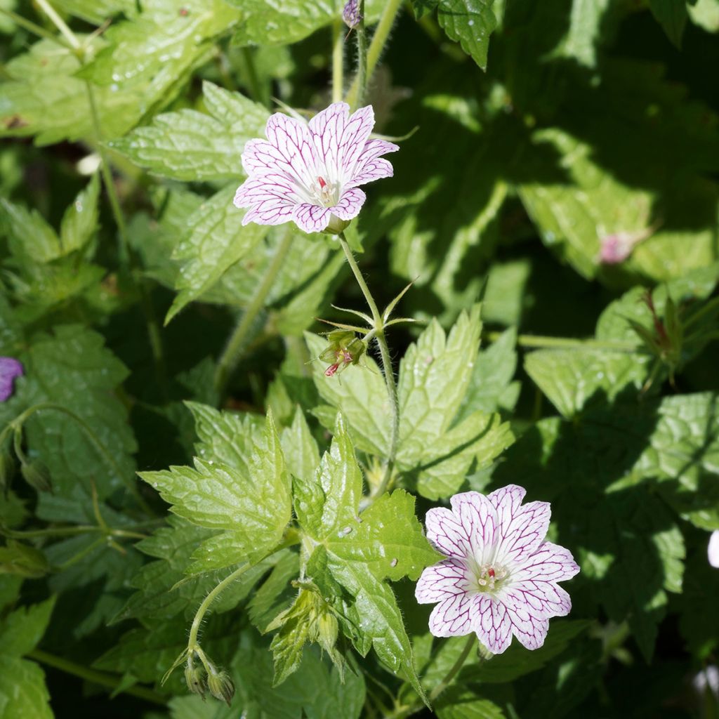 Geranium versicolor
