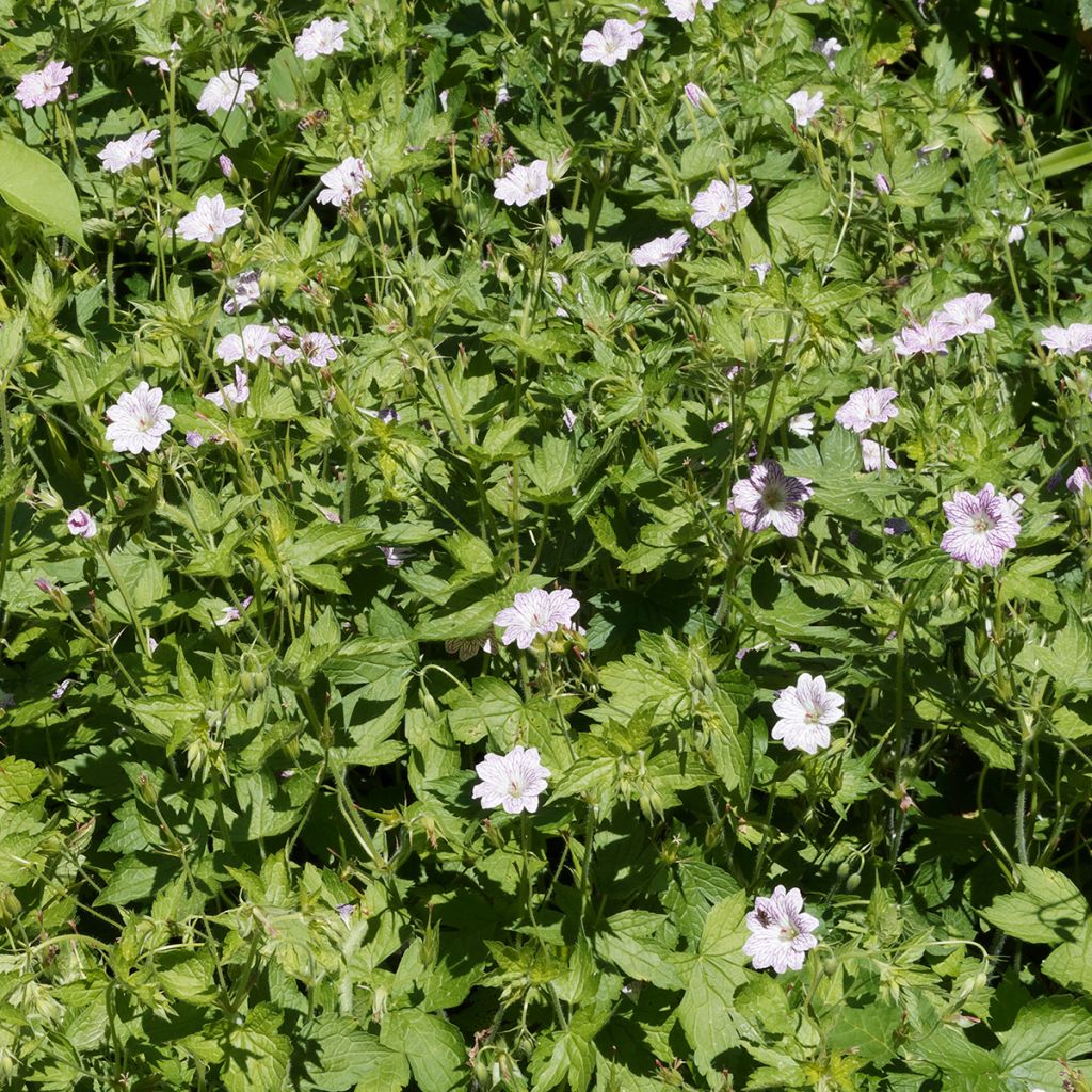 Geranium versicolor