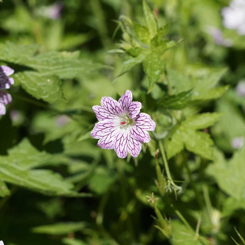 Geranium versicolor