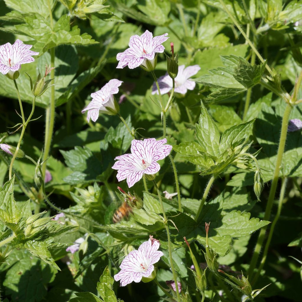 Geranium versicolor