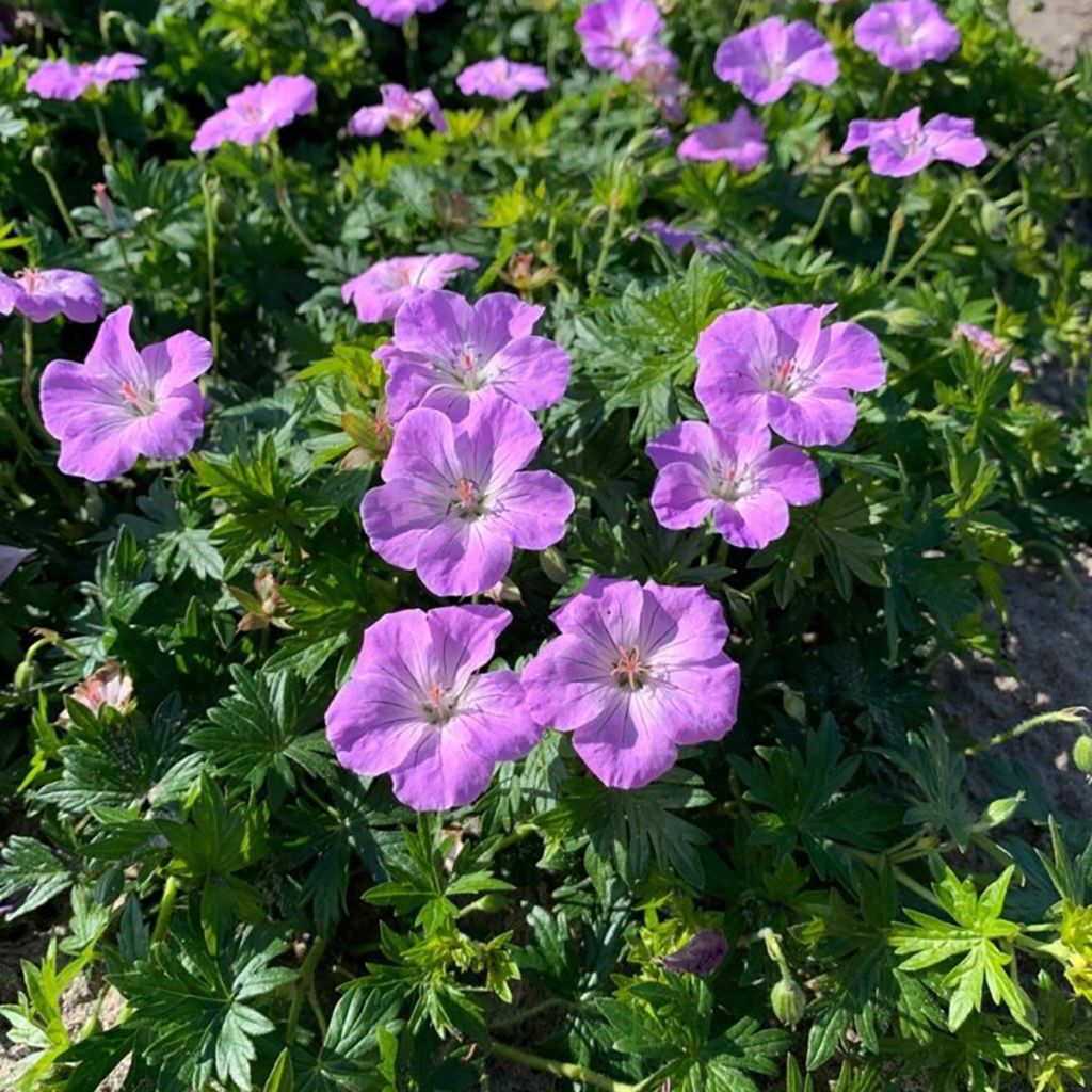 Geranium sanguineum Frivolius™ Lilac - Bloody cranesbill