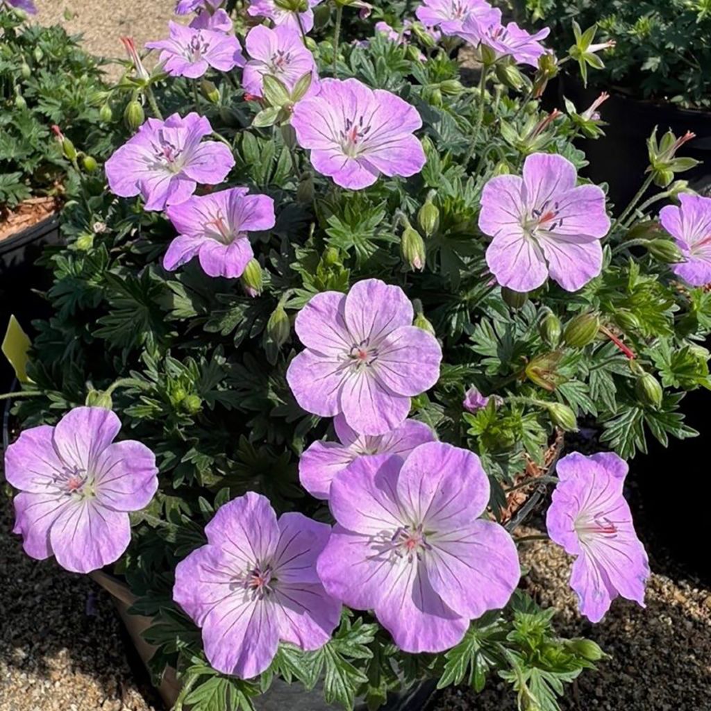 Geranium sanguineum Frivolius™ Lilac - Bloody cranesbill