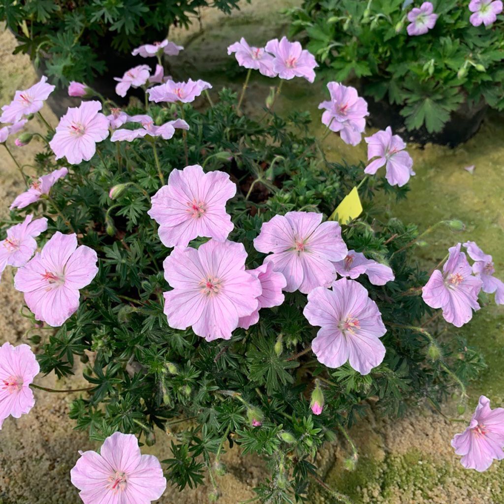 Geranium sanguineum Frivolius Pink - Bloody cranesbill