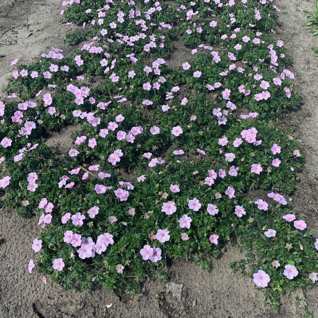 Geranium sanguineum Frivolius Pink - Bloody cranesbill