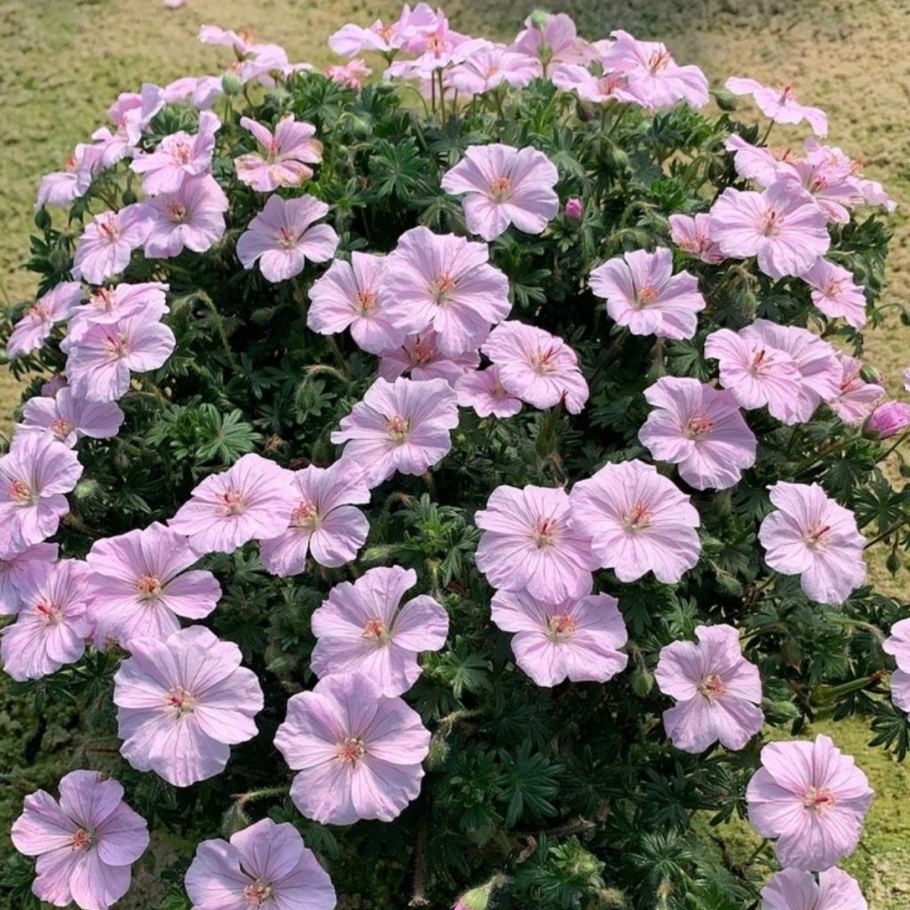 Geranium sanguineum Frivolius Pink - Bloody cranesbill