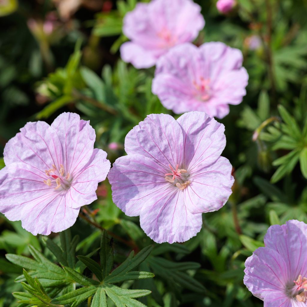 Geranium sanguineum Frivolius Pink - Bloody cranesbill