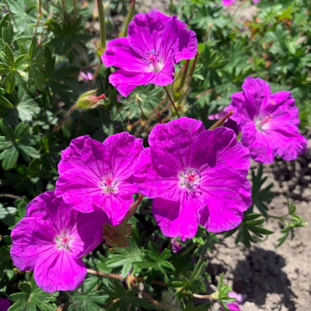 Geranium sanguineum Frivolius Purple - Bloody cranesbill