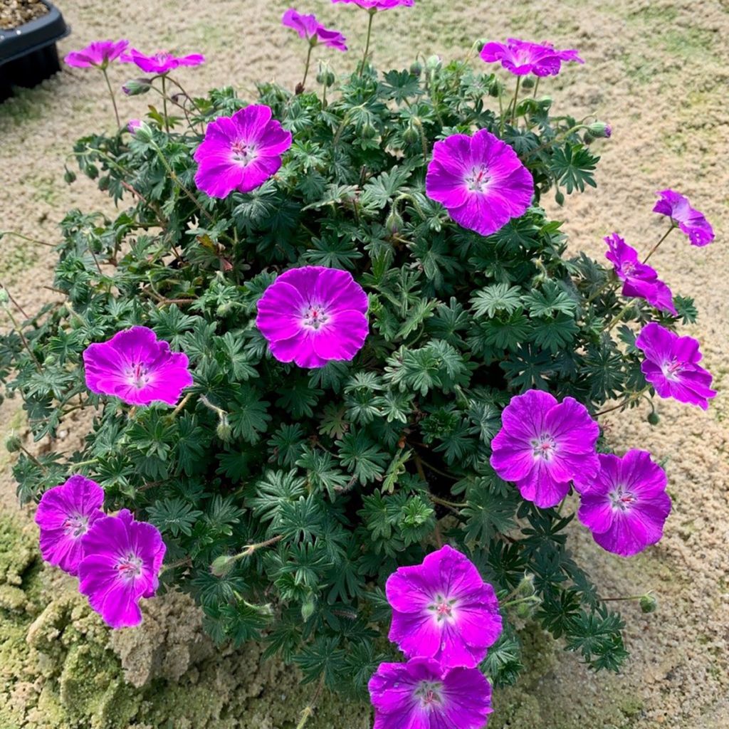 Geranium sanguineum Frivolius Purple - Bloody cranesbill