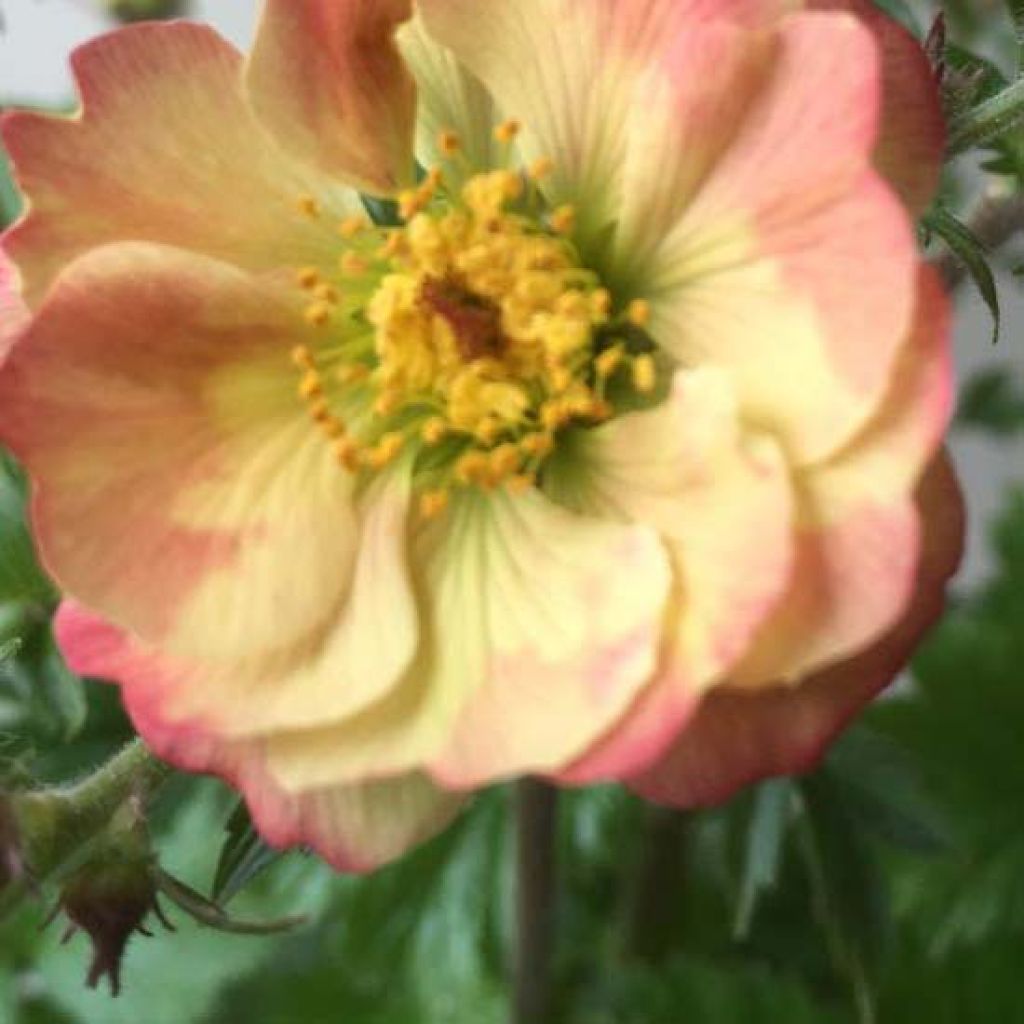 Geum Censation Lipstick