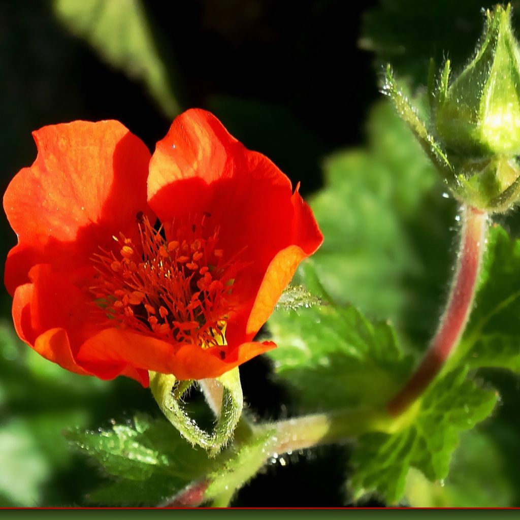 Geum chiloense Fireball