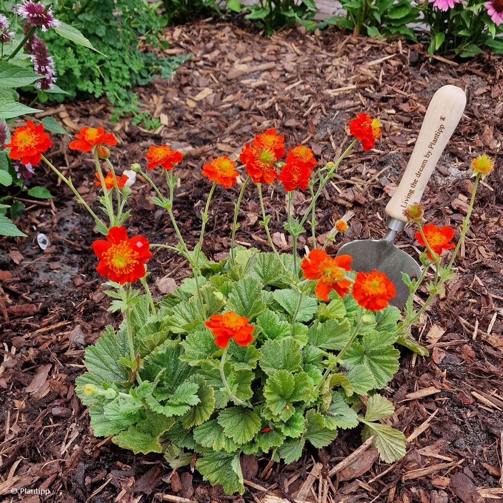 Geum Orange Pumpkin