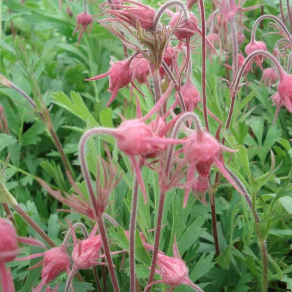 Geum triflorum