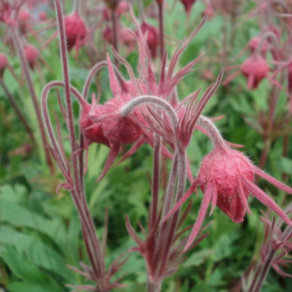 Geum triflorum