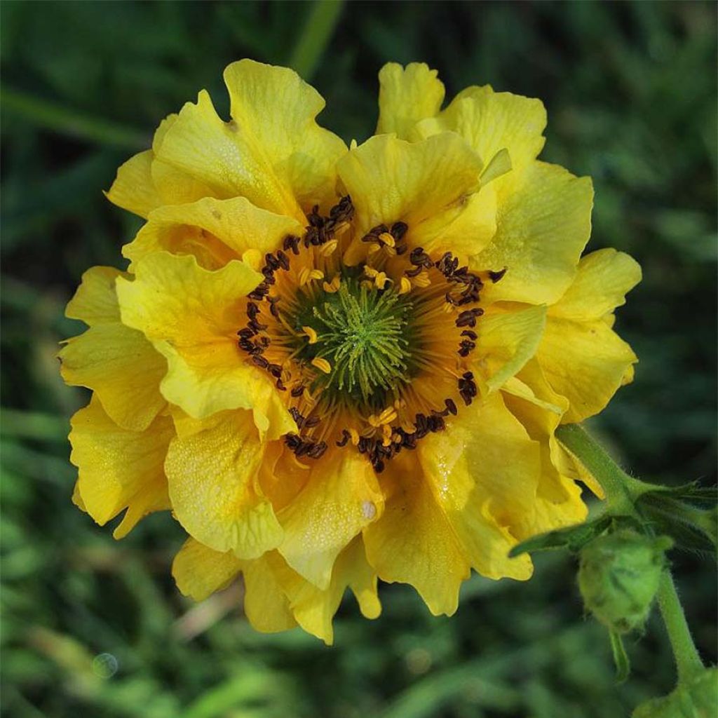 Geum chiloense Lady Stratheden