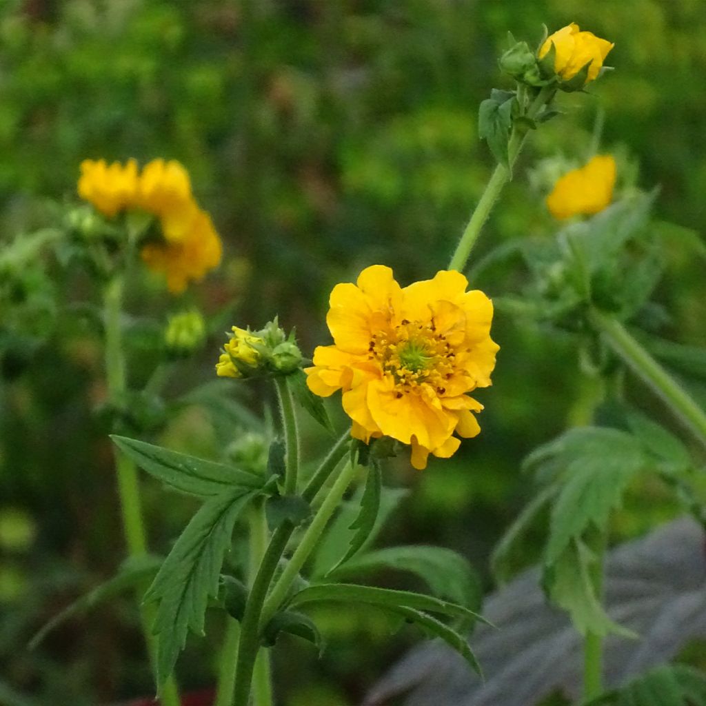 Geum chiloense Lady Stratheden