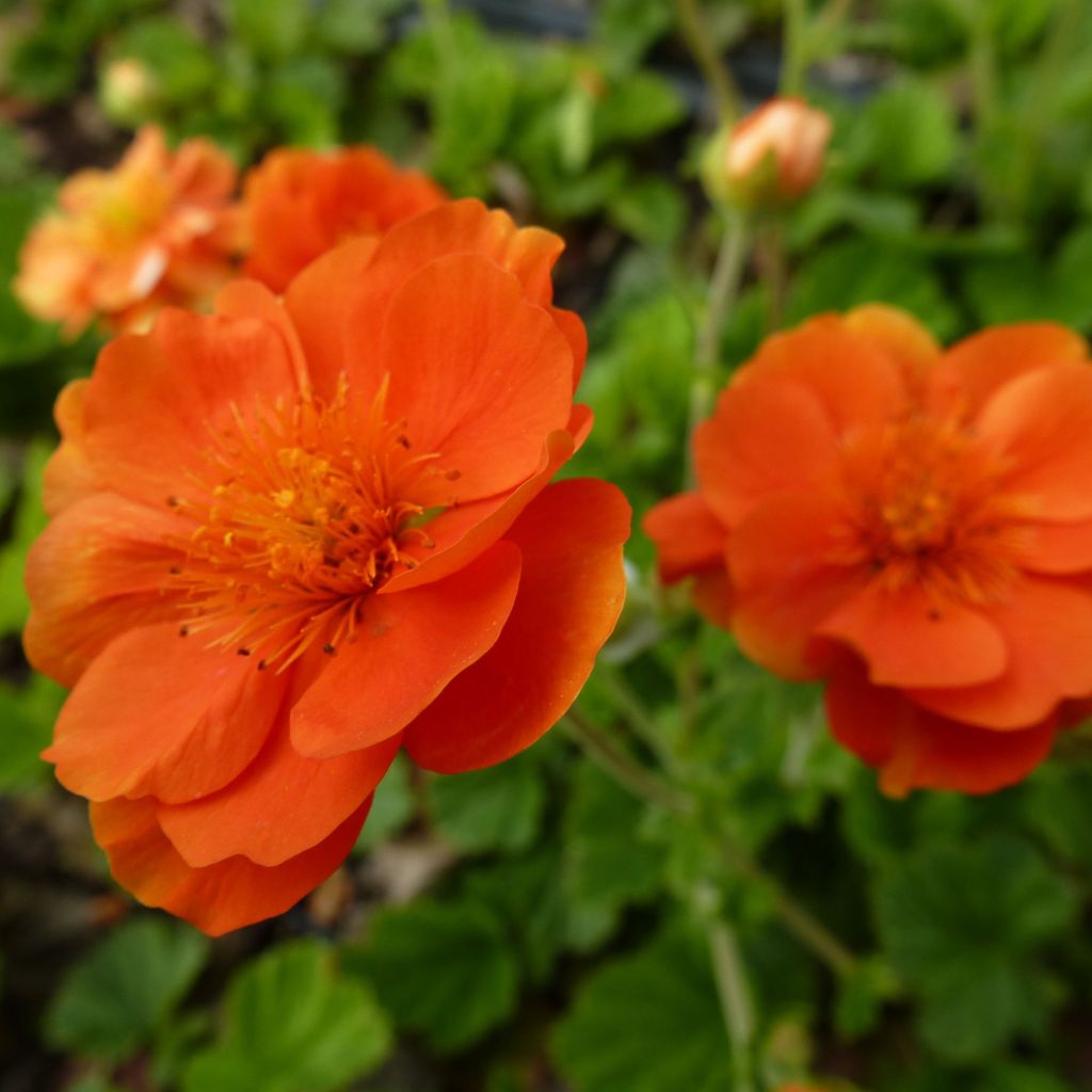 Geum coccineum Feuermeer