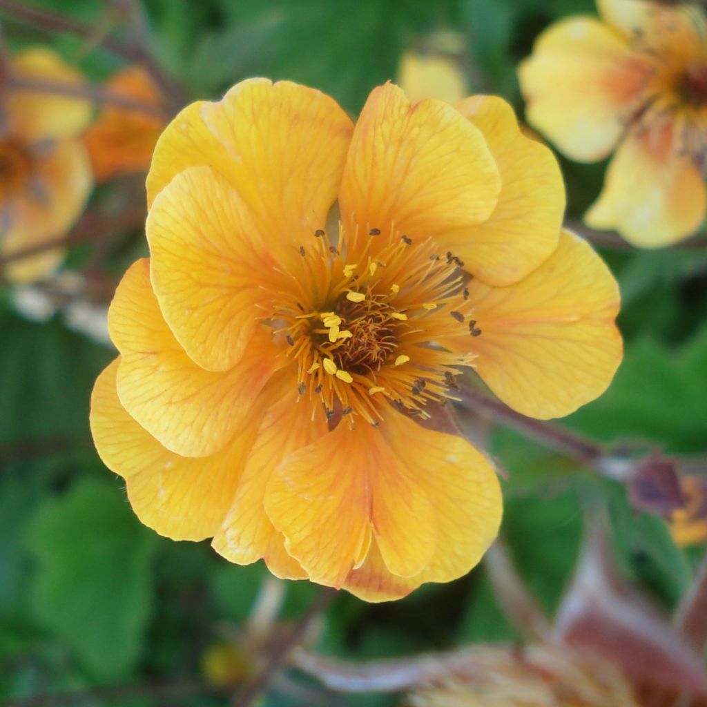 Geum coccineum Karlskaer